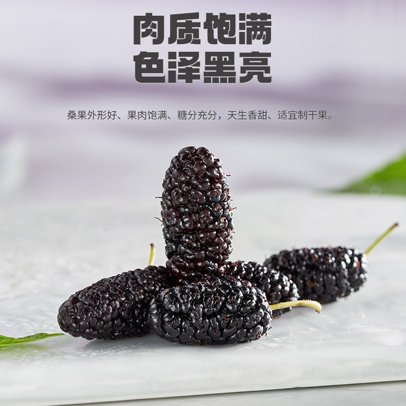 宁安堡无沙精选黑桑葚干花青素干果泡水零食花茶桑椹干即食养生茶