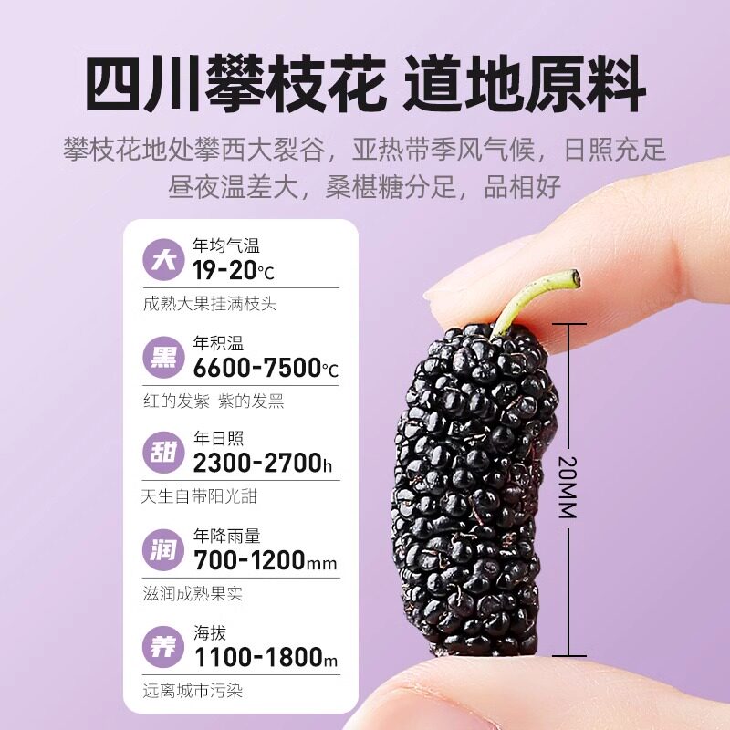 杞里香攀枝花黑桑葚大果300g头茬无沙桑椹干子泡水茶官方旗舰正品