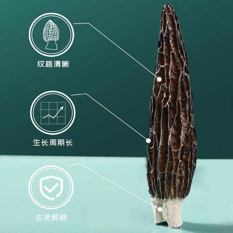 富昌精品明星款云南羊肚菌干货10g羊菌肚菌松茸牛肝菌鹿茸菇,淘宝优惠券,粉丝福利购,淘宝优惠卷