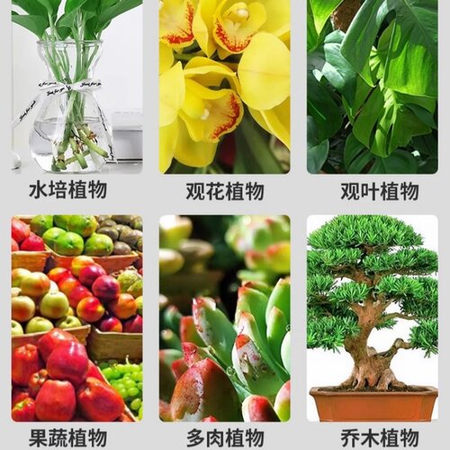 DWD德沃多肥料花多多1号2号10号绿植蝴蝶兰月季多肉通用水溶肥 - 图2