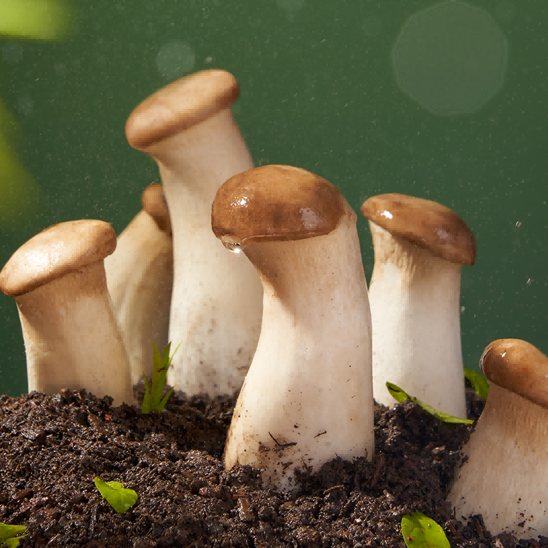 螺霸王螺蛳粉柳州特产酸辣粉米粉方便面速食400g*2加料菌菇,淘宝优惠券,粉丝福利购,淘宝优惠卷