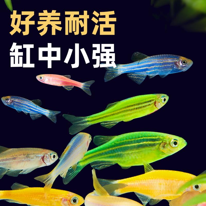 斑马鱼小型淡水热带鱼天使鱼孔雀鱼好养耐活群游七彩小鱼苗观赏鱼 - 图0