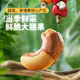 Three squirrels pick fresh purple cashew nuts in season