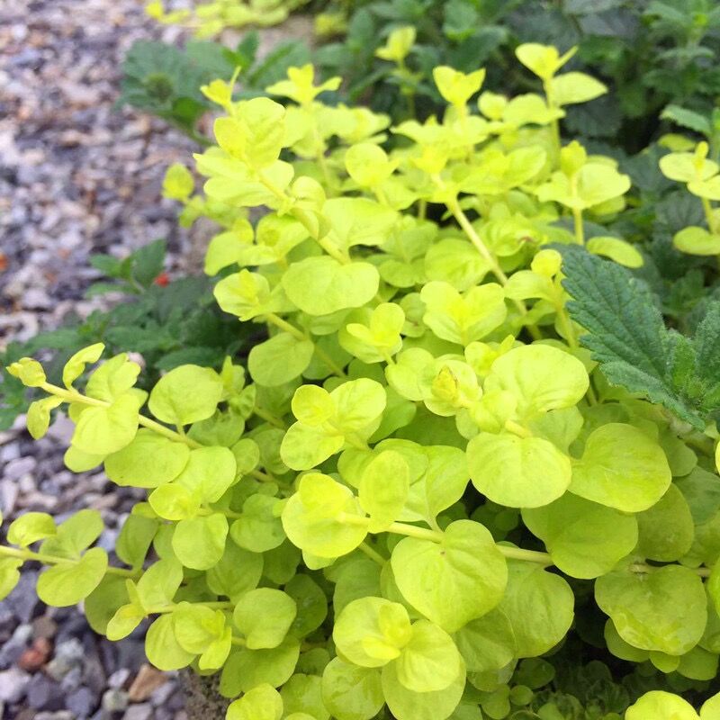 多年生宿根观赏草常绿植物金叶黄金过路黄花苗庭院花园花境植物-图0