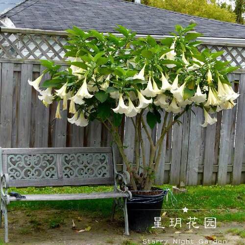 多年生四季开花木本曼陀罗花苗阳台盆栽庭院别墅民宿花园花境植物 - 图2