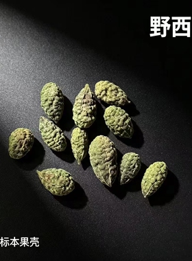 【小绿瓜】天然植物手工diy材料野西瓜植物标本相框1-3cm植物果实