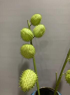 糖棉唐棉高仿真插花景观设计家居美陈现代装置造景拍照道具