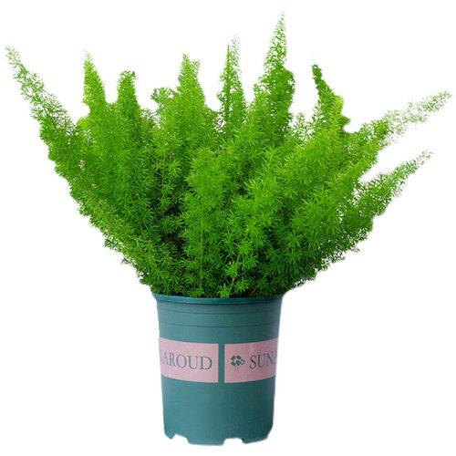 网红植物狐尾天门冬盆栽大花苗四季常绿室内绿植庭院花园花卉观叶 - 图3