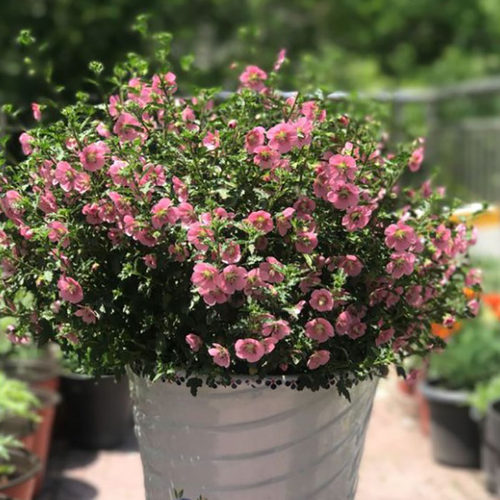 小木槿花盆栽优雅女士苗多年生四季常青好养开花不断爆款庭院花卉 - 图2