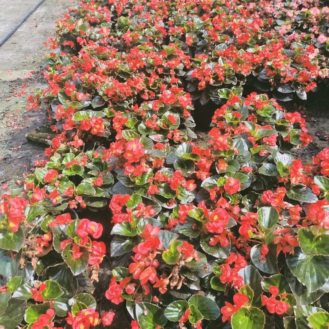 比哥秋海棠盆栽植物花苗阳台花卉吸甲醛耐热耐晒四季开花户外耐旱,淘宝优惠券,粉丝福利购,淘宝优惠卷