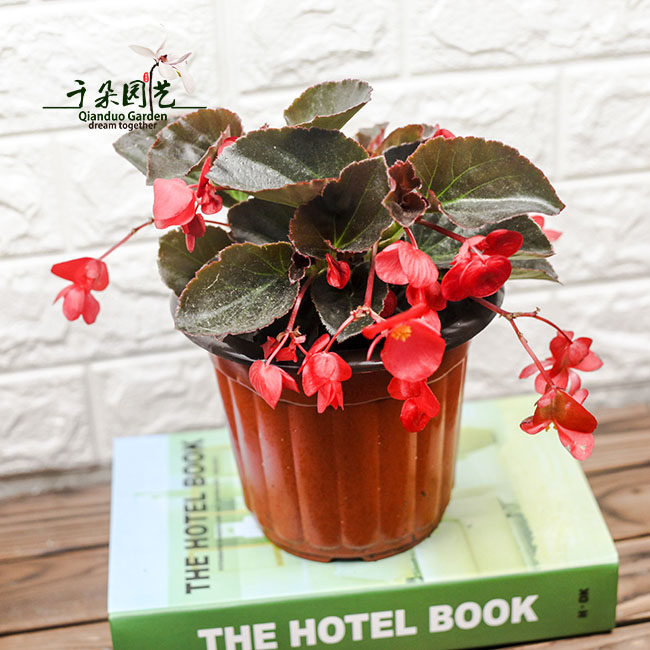 比哥秋海棠盆栽植物花苗阳台花卉吸甲醛耐热耐晒四季开花户外耐旱,淘宝优惠券,粉丝福利购,淘宝优惠卷