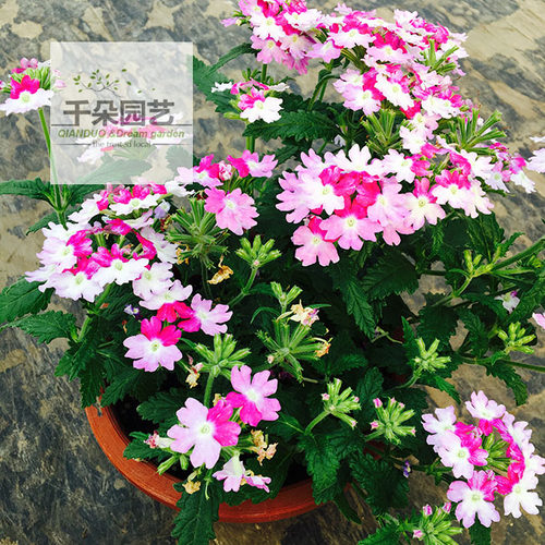 美女樱盆栽 花苗耐寒小绣球 恣态优美花色丰富开花植物好养美人樱 - 图3