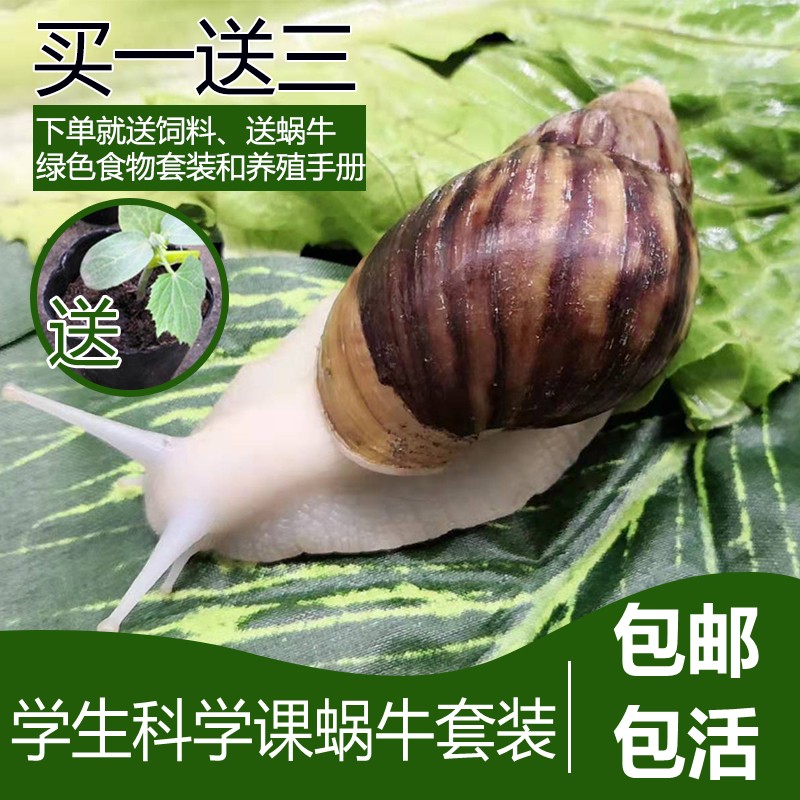 大蜗牛活体宠物白玉蜗牛套装食用蜗牛观察小蜗牛学生科学实验蜗牛 - 图0