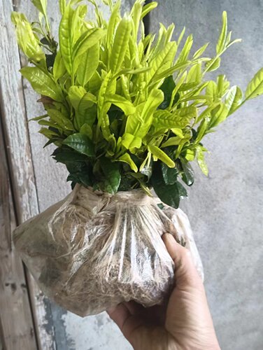 绿茶苗蒙山九号安吉白茶黄金芽盆栽绿植峨眉问春川九早茶福选九号 - 图2