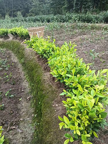 绿茶苗蒙山九号安吉白茶黄金芽盆栽绿植峨眉问春川九早茶福选九号 - 图1