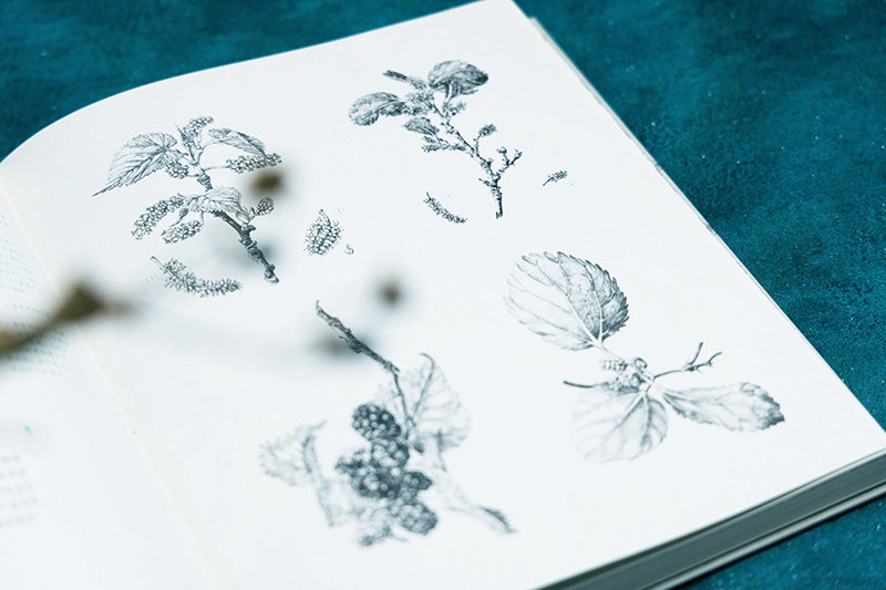 【赠科学便签本】后浪正版 新森林志 遇见树木的科学历史与艺术 英国皇家学会 200余幅钢笔画 森林学术文化科普读物书籍,淘宝优惠券,粉丝福利购,淘宝优惠卷