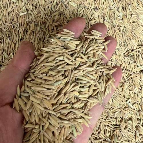 25年农家自种自然晾晒不抛光不打蜡成熟度好长粒香米米粒完整度高 - 图0