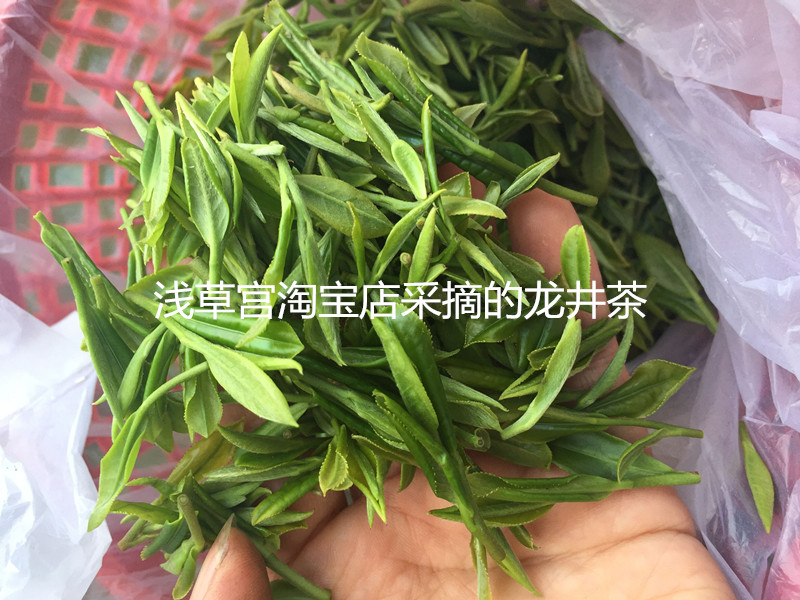 18元包邮西湖龙井茶苗铁观音茶苗黄金芽茶苗绿茶碧螺春茶树茶叶苗 - 图2