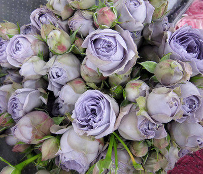 新品欧洲切花月季蓝色绒球超级多头勤花玫瑰花苗盆栽植物花卉绿植 - 图0