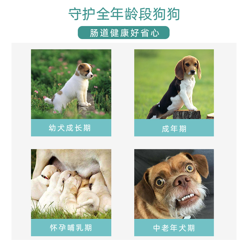 博美益生菌粉肠胃用品宠物狗狗通用幼犬成犬吃的小型犬营养补充剂 - 图1