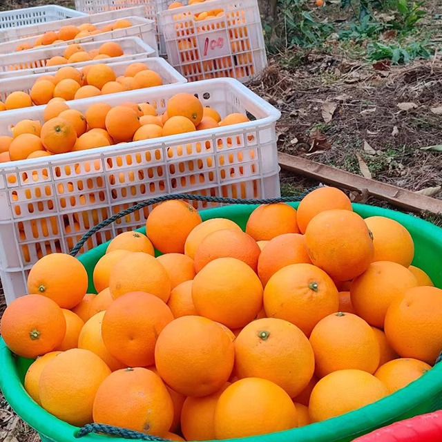 Mayang Bingtang Orange Freshly Picked Seasonal Fruits