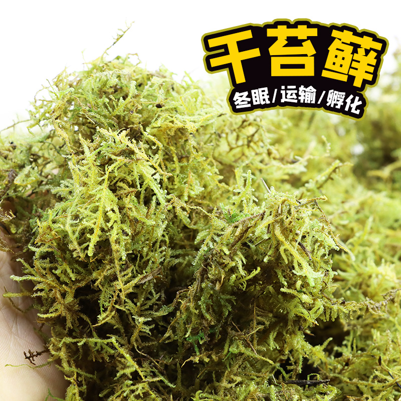 乌龟冬眠干苔藓草爬宠垫材天然水苔绿青苔巴西龟草龟取暖过冬用品 - 图0