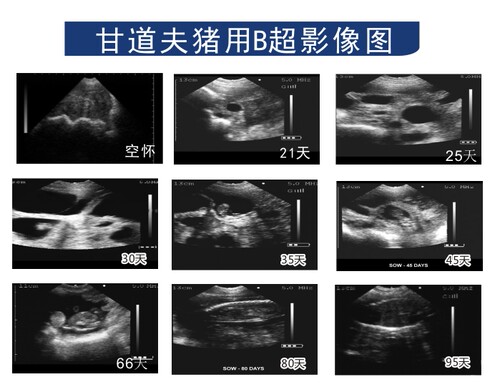 甘道夫兽用B超 猪用B超 牛用B超 羊B超 动物B超便携式测孕仪 - 图2
