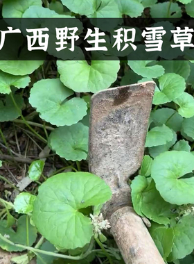 野生积雪草纯露增强屏障湿敷水