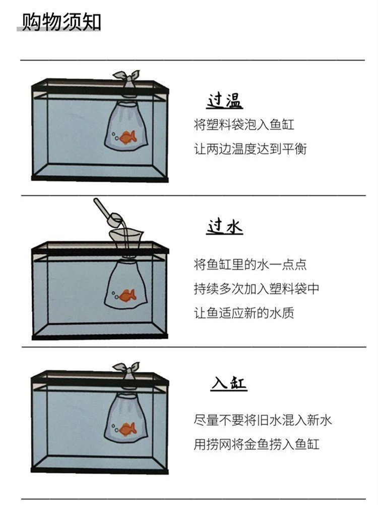 练手兰寿金鱼练手百褶泰狮金鱼练手蝶尾金鱼冷水观赏鱼活鱼小型-图2