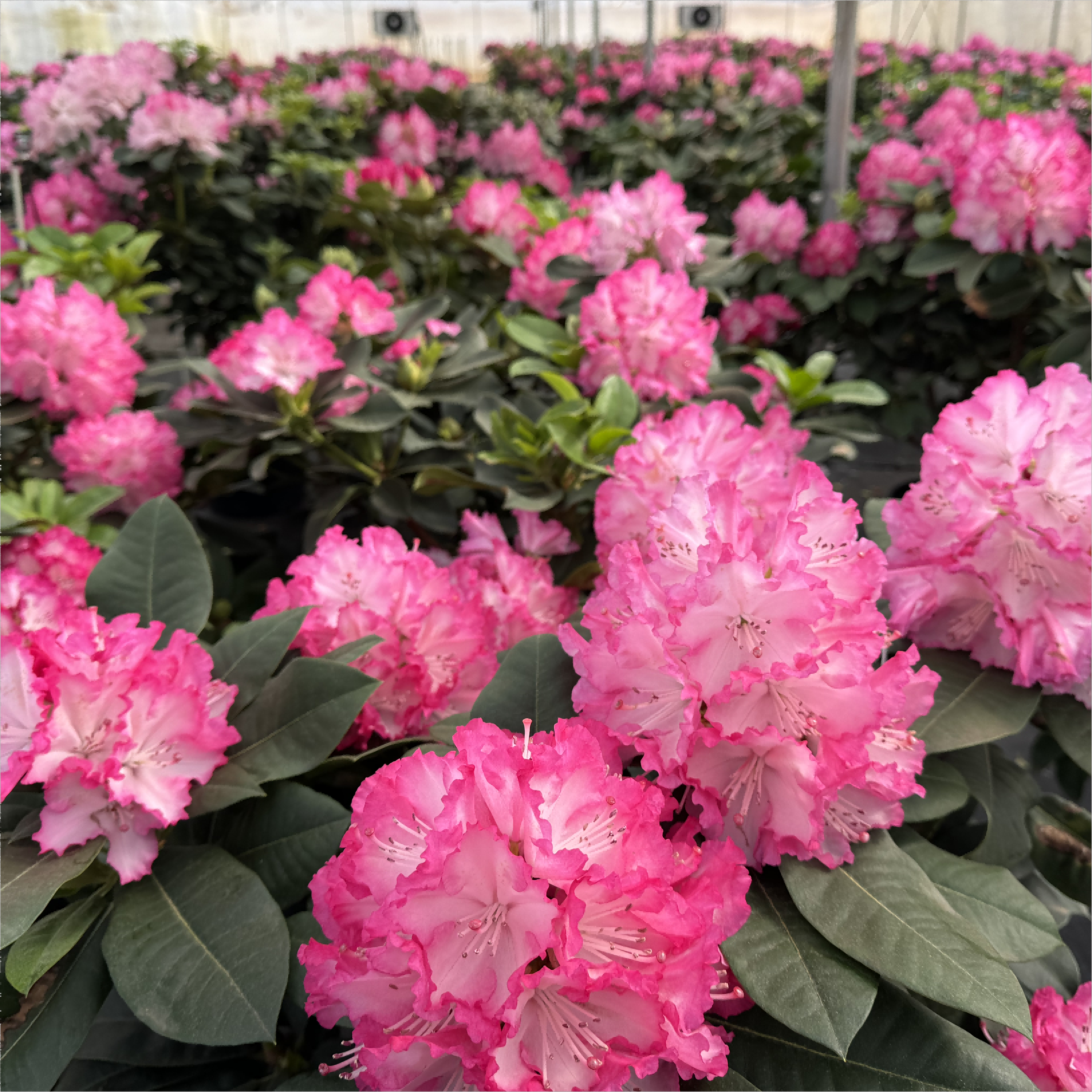 【一物一拍】大叶高山杜鹃 多年生木本花卉 耐寒耐热室内庭院盆景,淘宝优惠券,粉丝福利购,淘宝优惠卷