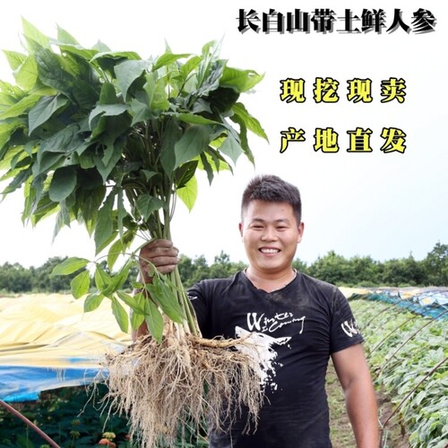 现挖鲜人参长白山脉人参可煲汤泡酒料整支新鲜人参可做保鲜参切片 - 图0