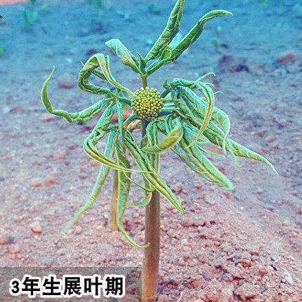 现挖新鲜人参东北长白山脉东北小人参盆栽 - 图3