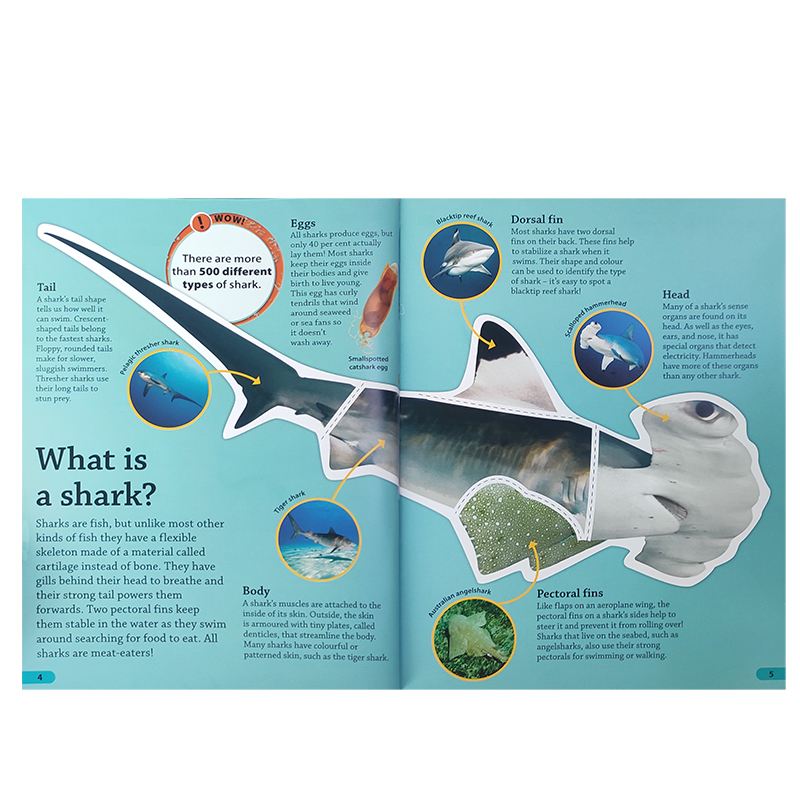 英文原版鲨鱼 DK findout! Sharks  DK发现知识系列 Oceans海洋/Science科学 6-12儿童启蒙知识绘本科普百科 英语课外阅读读物 - 图0