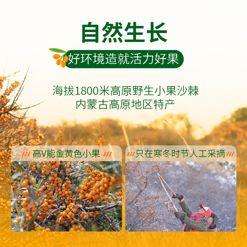 【胡可推荐】宇航人绿色沙棘汁鲜榨沙棘汁210ml10瓶整箱