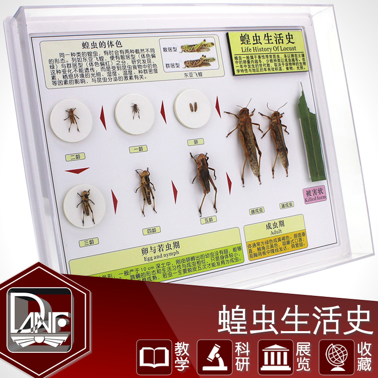 昆虫标本幼儿园 新人首单立减十元 21年11月 淘宝海外