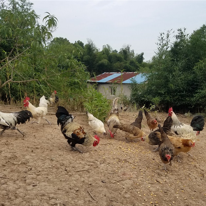 散养鹊山鸡老母鸡土鸡月子鸡乌骨鸡现杀活鸡包活到家-图0