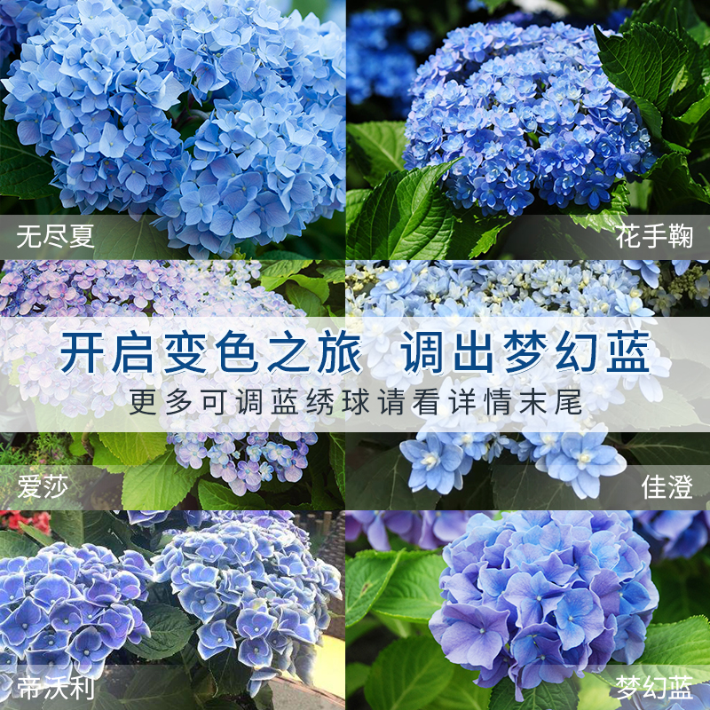 花彩师绣球调蓝剂虹越蓝罐家用绣球专用调花剂花彩师绣球花调色剂-图0