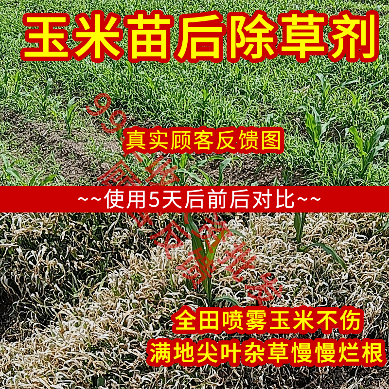 大农玉米地除草专用剂不伤玉米苗硝磺莠去津苗后通用型除草封草籽 - 图0