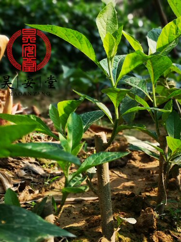昊安堂南非叶斑鸠菊非洲叶将军叶树 干叶茶调理三血糖压高 祛酸 - 图1
