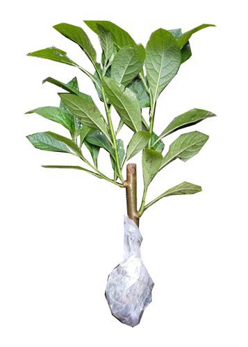 昊安堂南非叶斑鸠菊非洲叶将军叶树 干叶茶调理三血糖压高 祛酸 - 图3