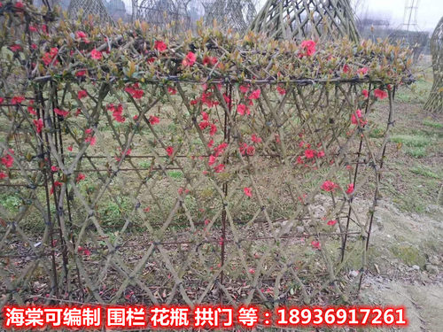 庭院花卉 铁杆海棠 海棠 贴梗海棠树苗 盆栽长寿冠 量大从优 - 图3