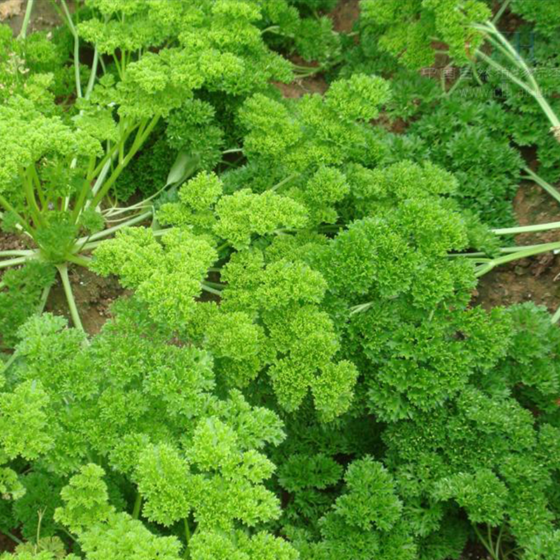 德国法香欧香种籽摩西香芹皱叶种子欧芹洋芫荽荷兰芹芹菜蔬菜种孑_虎窝淘