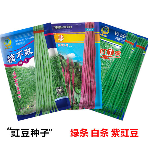 豇豆种子四季豆种子无筋架豆种子春季蔬菜种子长豆角种籽 - 图0