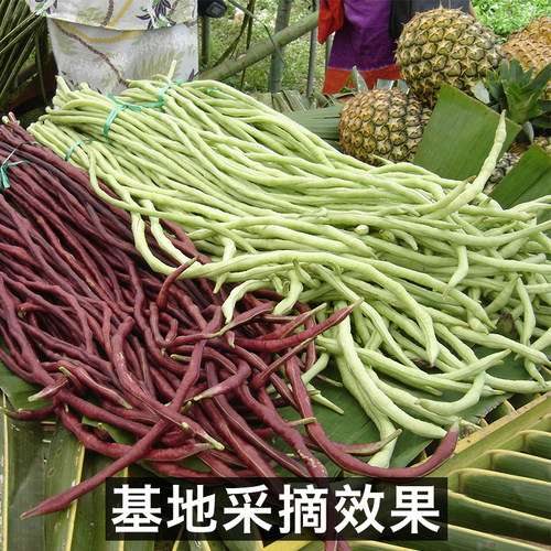 豇豆种子四季豆种子无筋架豆种子春季蔬菜种子长豆角种籽 - 图1