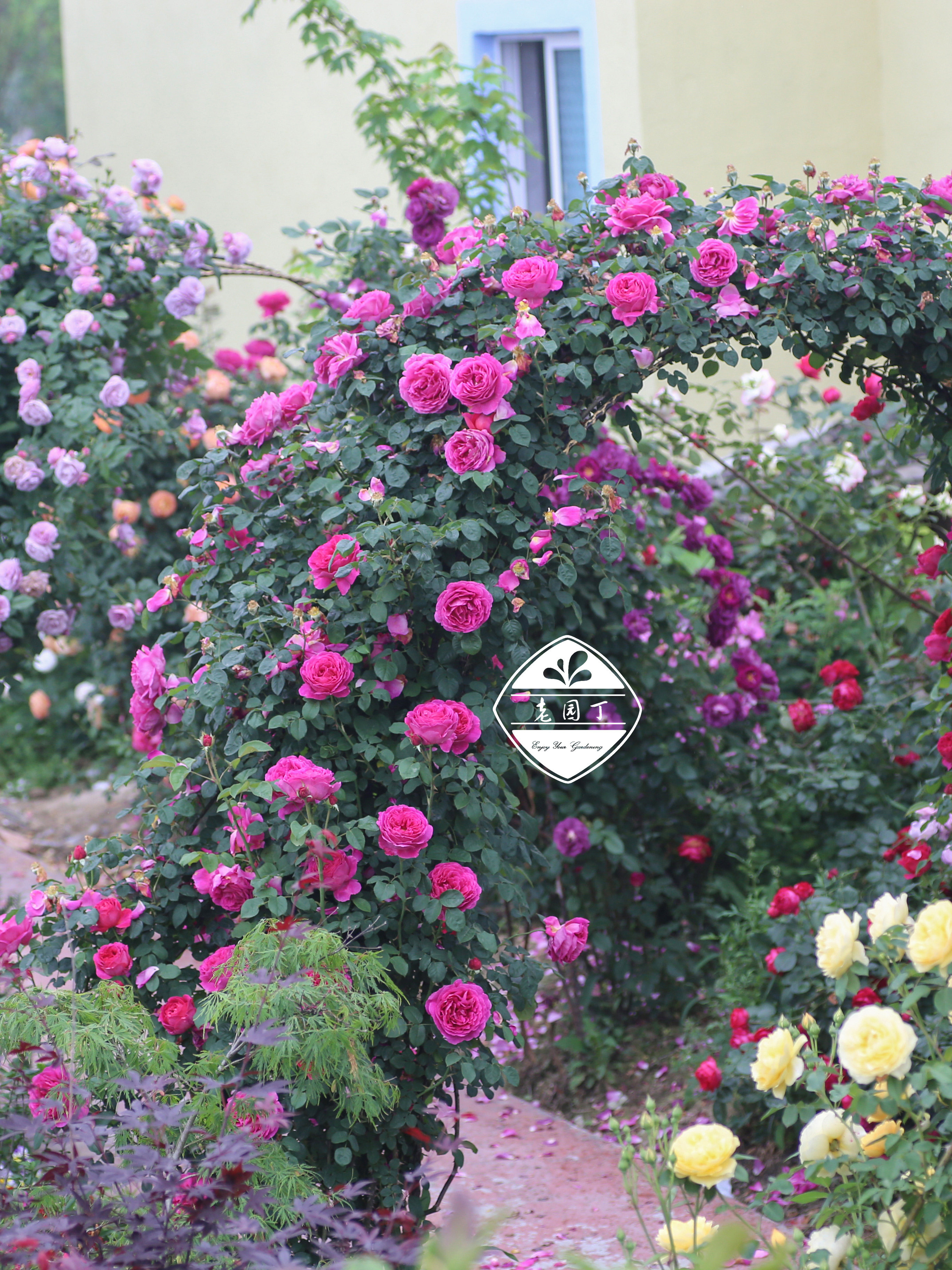 奥斯汀藤本月季P11盆 夏夫人黄金庆典威基伍德莫里斯 老园丁庭院,淘宝优惠券,粉丝福利购,淘宝优惠卷