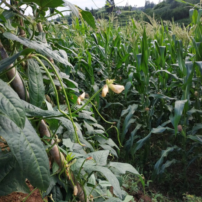 重庆新鲜蔬菜长豇豆长豆角嫩豇豆农家自种酸豆角原材料四斤包邮 - 图2