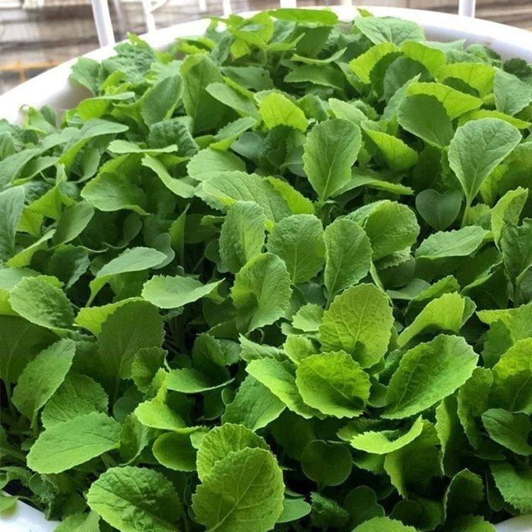 鸡毛菜籽优质小白菜子上海青生长快速小油菜蔬菜籽阳台播种青菜,淘宝优惠券,粉丝福利购,淘宝优惠卷