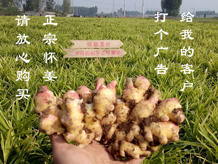 焦作博爱上庄山王庄新鲜怀姜土姜老姜新姜生姜怀姜糖膏原料3斤装-图1