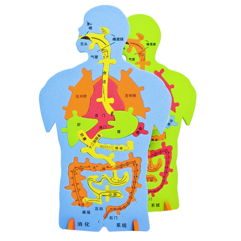 EVA科技小制作内脏拼图模型科学实验认知大号人体器官DIY消化系统-图1