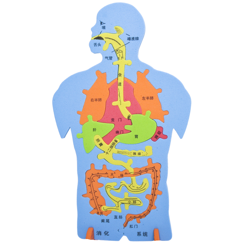 EVA科技小制作内脏拼图模型科学实验认知大号人体器官DIY消化系统-图0